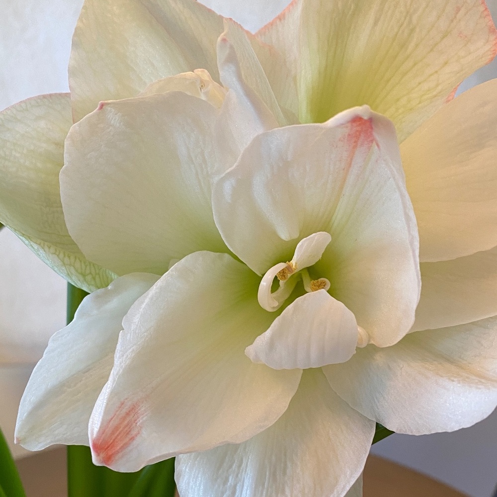 Meet the Posher, Atherissa